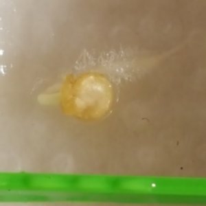 Scotch Brain Yellow