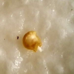 Habanero X Lunchbox F2