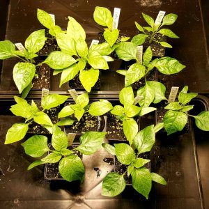 Annuum, Baccatum und Frutescens
