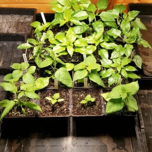 Annuum, Baccatum, Frutescens, Pubescens 2022