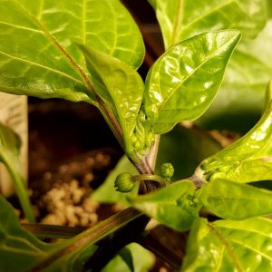 Jalapeno braun
