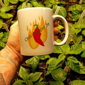 Tasse