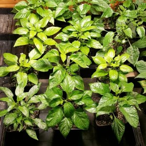 Annuum, Baccatum und Frutescens