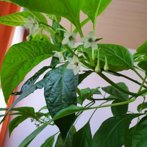 White Reaper
