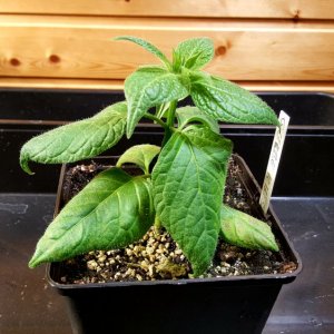 Rocoto Gelbe Riesen