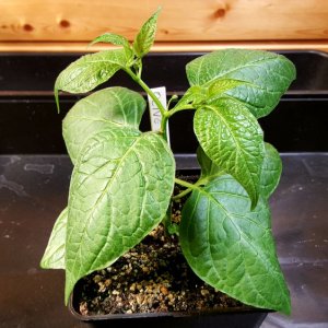 Rocoto Olive Mini