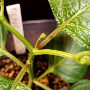 Rocoto Olive Mini