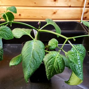 Rocoto Montufar