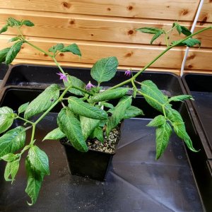 Rocoto Aji Largo