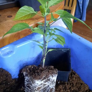 Umtopfaktion 180222 02.jpg