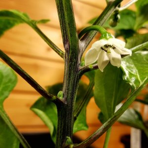 Snack Pepper Yellow