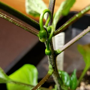Tendenz Richtung Annuum