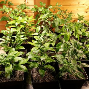 Annuum, Baccatum und Frutescens