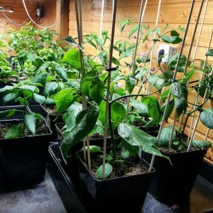 Pubescens
