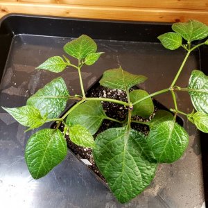 Rocoto Olive Mini