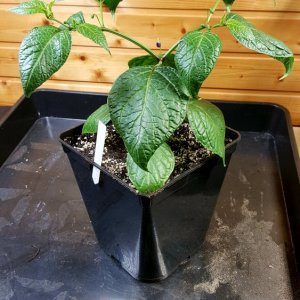 Rocoto Olive Mini