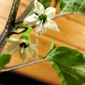 Blüten der F3 Richtung Annuum