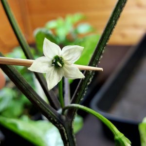 Blüten der F3 Richtung Annuum