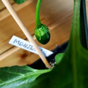 Rocoto Montufar