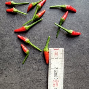 Bonsai Chilis, erste Ernte