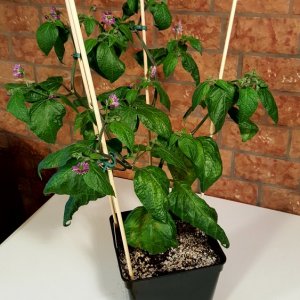 Rocoto Arequipa Giant