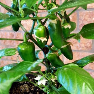 Snack Pepper Yellow