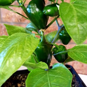 Snack Pepper Yellow