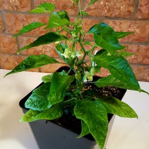 Bubblegum x Naga Apricot