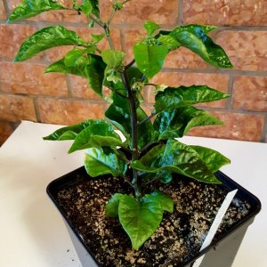 Rachenreibe
