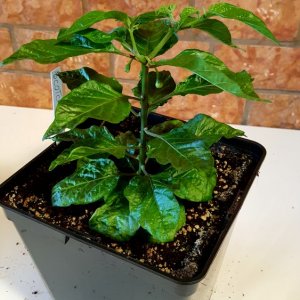 Scotch Bonnet MOA