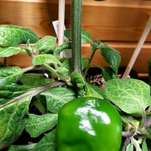 Rocoto De Seda