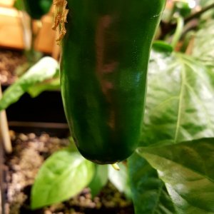 Jalapeno braun