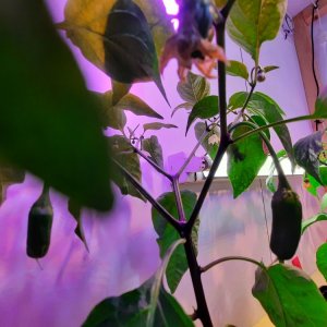 Jalapeño Brown 090422.jpg