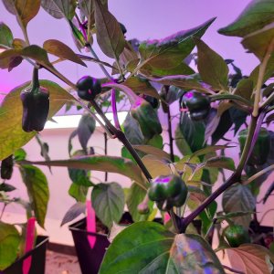 Cajun Belle 090422.jpg