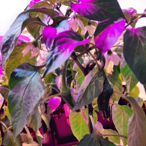 Corno di Toro 090422.jpg