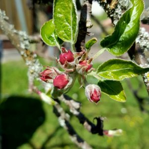 Äpfel