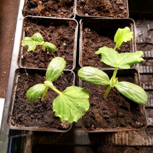 Cucumis Sativus