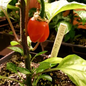 Habanero x Lunchbox