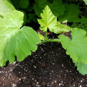Zucchini