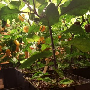 Reife Beeren