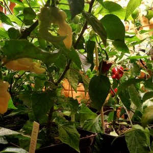 Reife Beeren