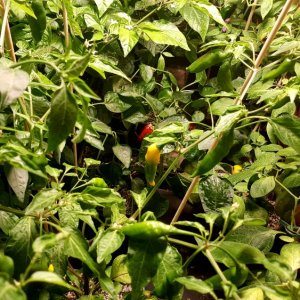 Reife Beeren