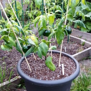 Rocoto Gelbe Riesen