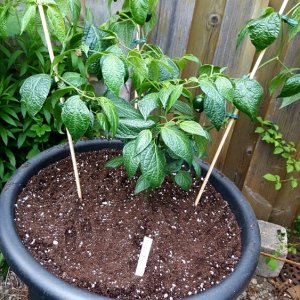 Rocoto Olive Mini