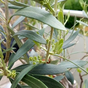 Olive