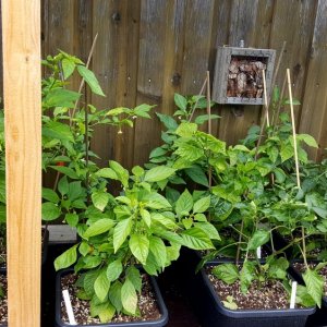 Chilihochbeet