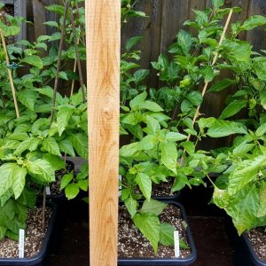 Chilihochbeet
