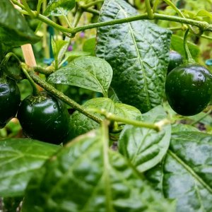 Rocoto Olive Mini