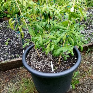 Rocoto Aji Largo