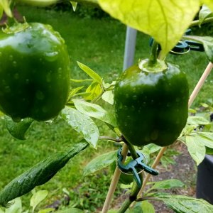Rocoto De Seda